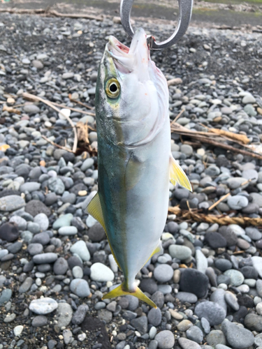 ワカシの釣果