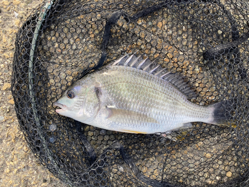 キビレの釣果