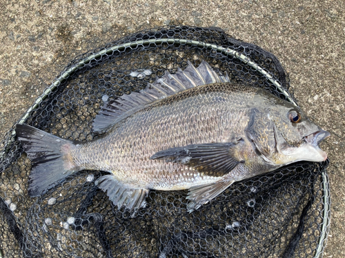 チヌの釣果