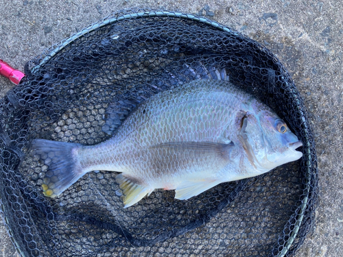 キビレの釣果