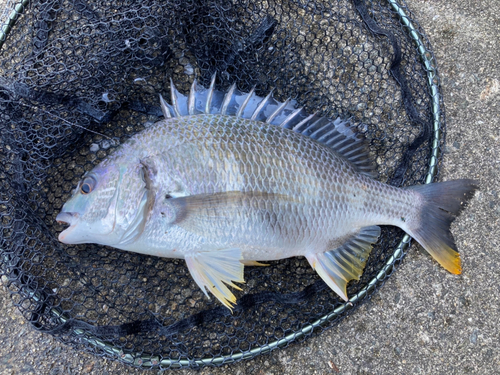 キビレの釣果