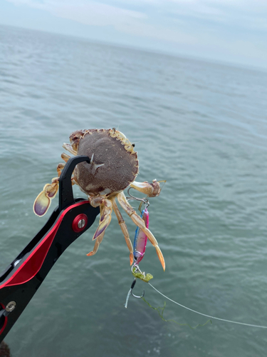 カニの釣果