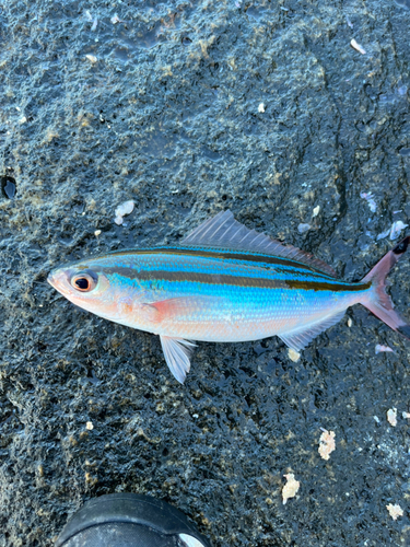 グレの釣果