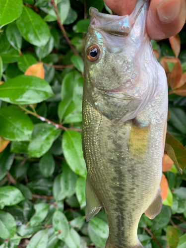 ラージマウスバスの釣果