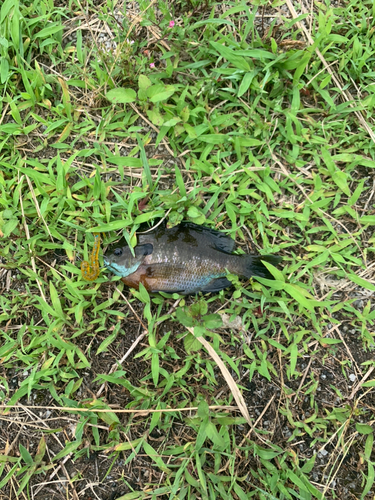 ブラックバスの釣果