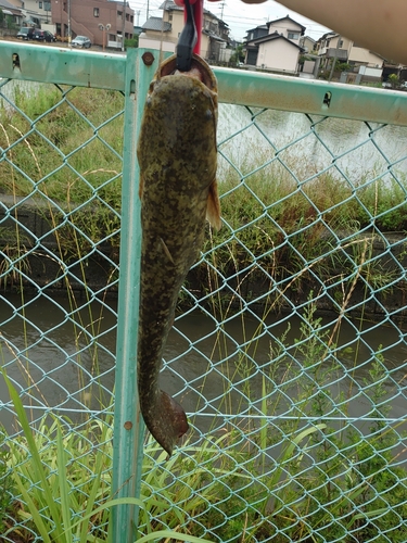 ナマズの釣果