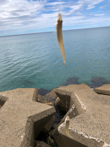 シロギスの釣果