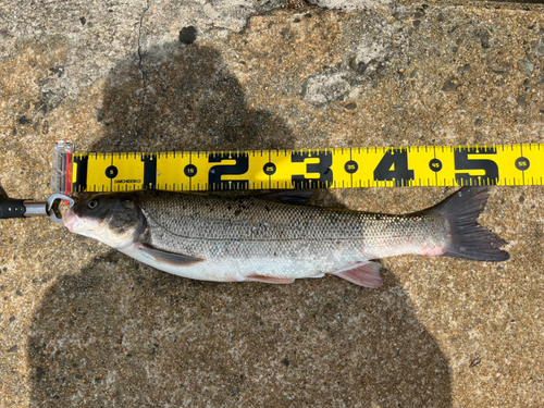 マルタウグイの釣果