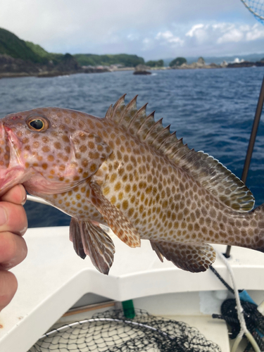 オオモンハタの釣果