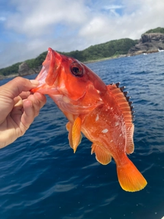 アカハタの釣果