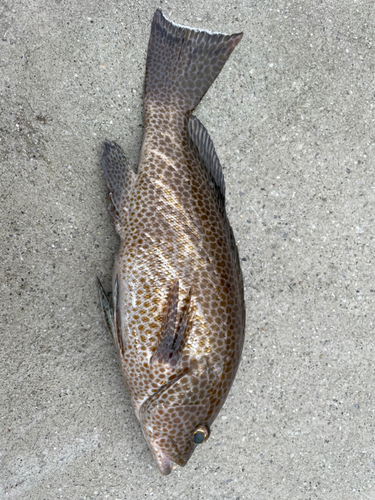 オオモンハタの釣果