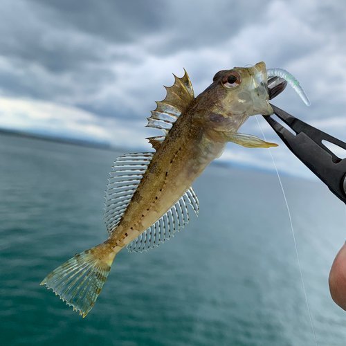 ハゼの釣果