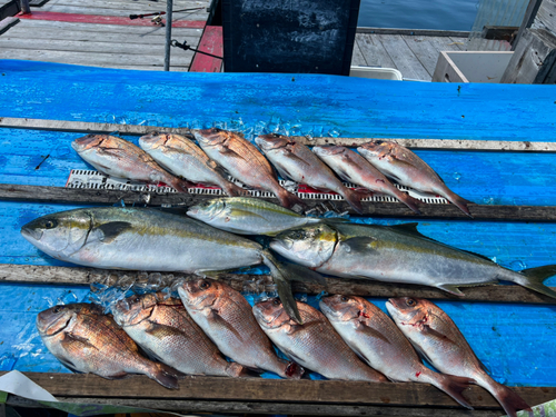 タイの釣果