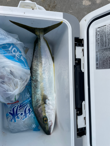 ヒラマサの釣果