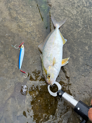 ショゴの釣果