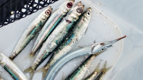 イワシの釣果