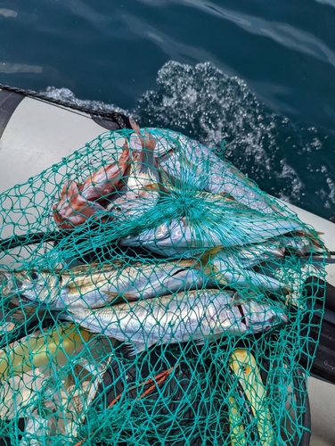 タイの釣果