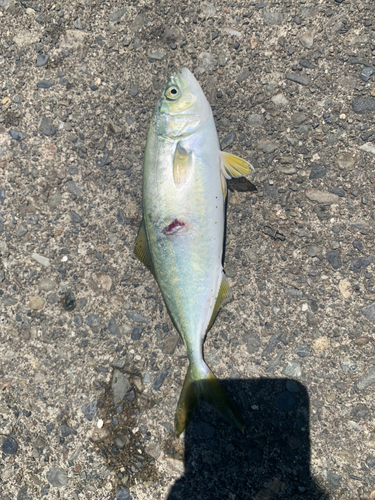 ワカシの釣果