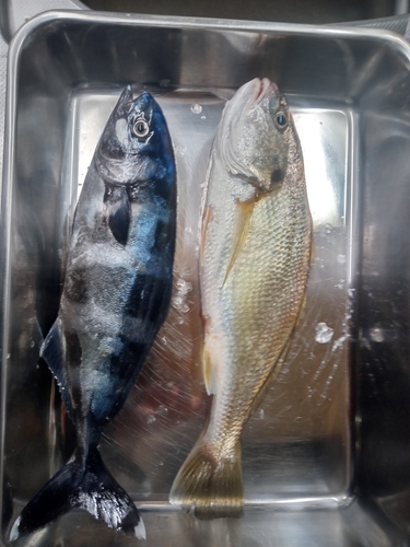 イシモチの釣果