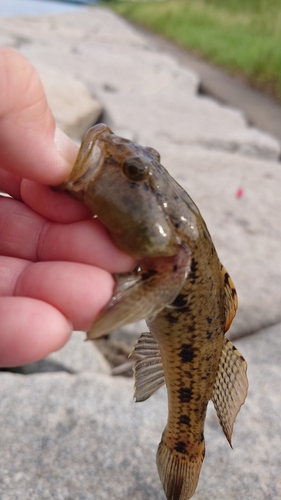 ハゼの釣果