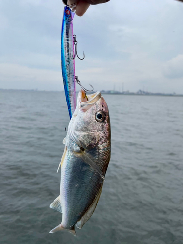 イシモチの釣果