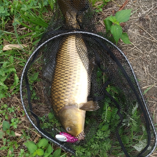 マナマズの釣果