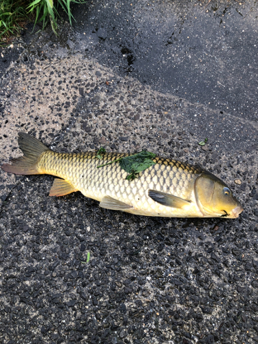 ニホンナマズの釣果