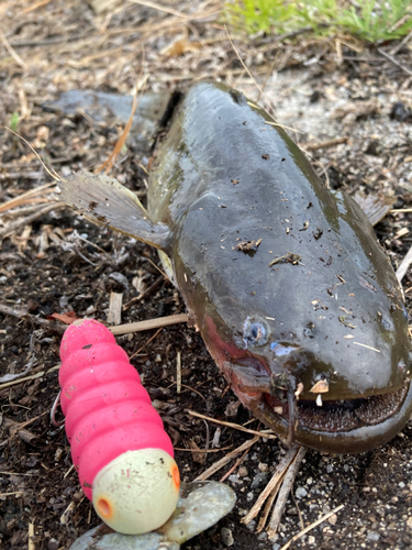 ナマズの釣果