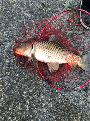 ニホンナマズの釣果