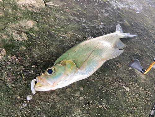 釣果