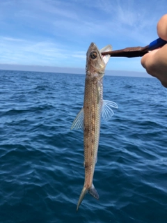 エソの釣果