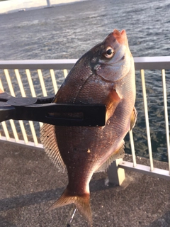 ウミタナゴの釣果