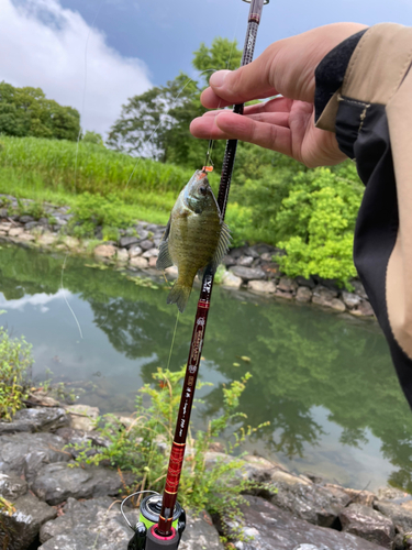 ブルーギルの釣果