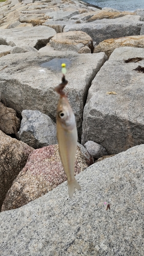 キスの釣果