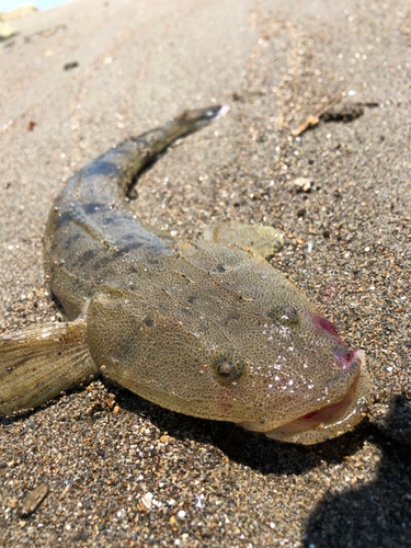 マゴチの釣果