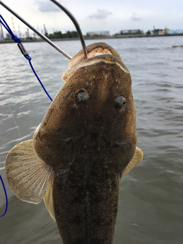 マゴチの釣果