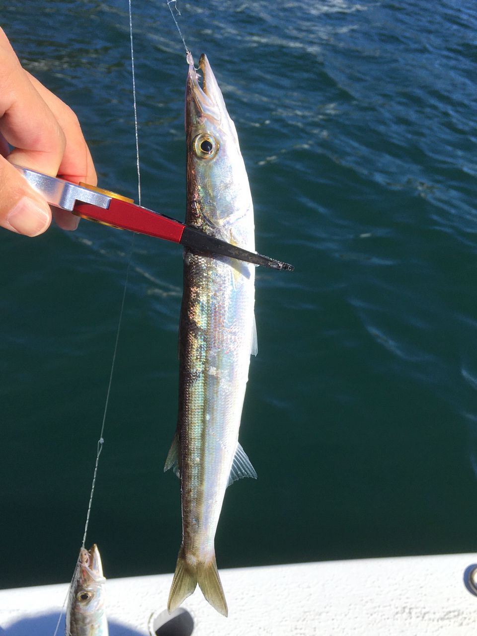 since 2020さんの釣果 1枚目の画像