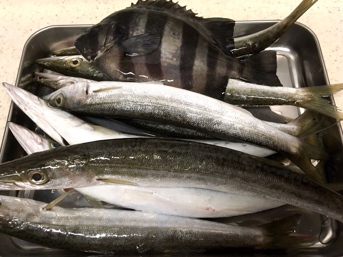 since 2020さんの釣果 2枚目の画像