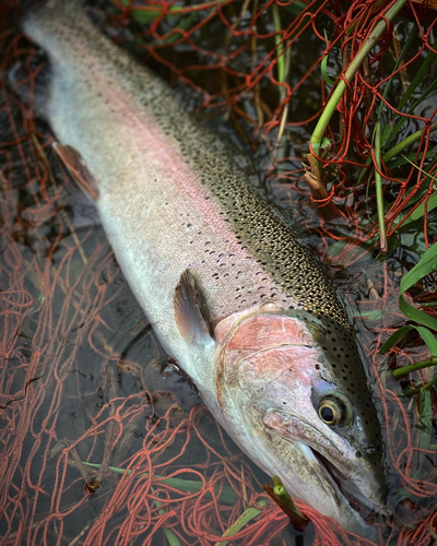 ニジマスの釣果