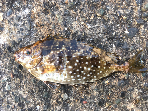 アイゴの釣果