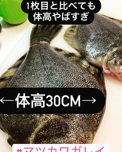 マツカワの釣果