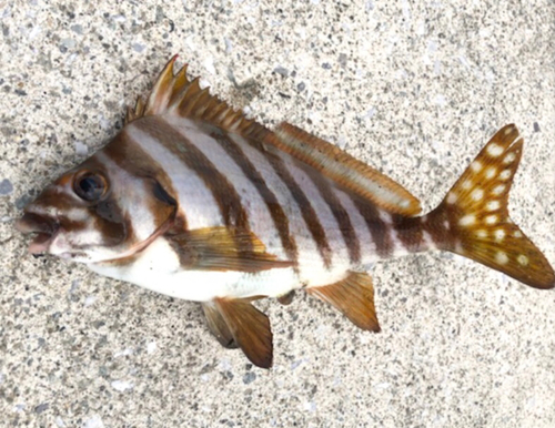 タカノハダイの釣果