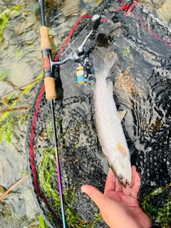 アメマスの釣果