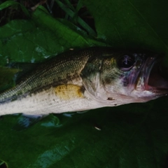 ブラックバスの釣果