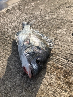 クロダイの釣果