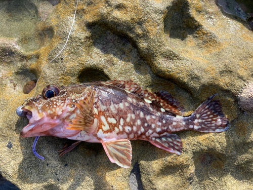 アラカブの釣果