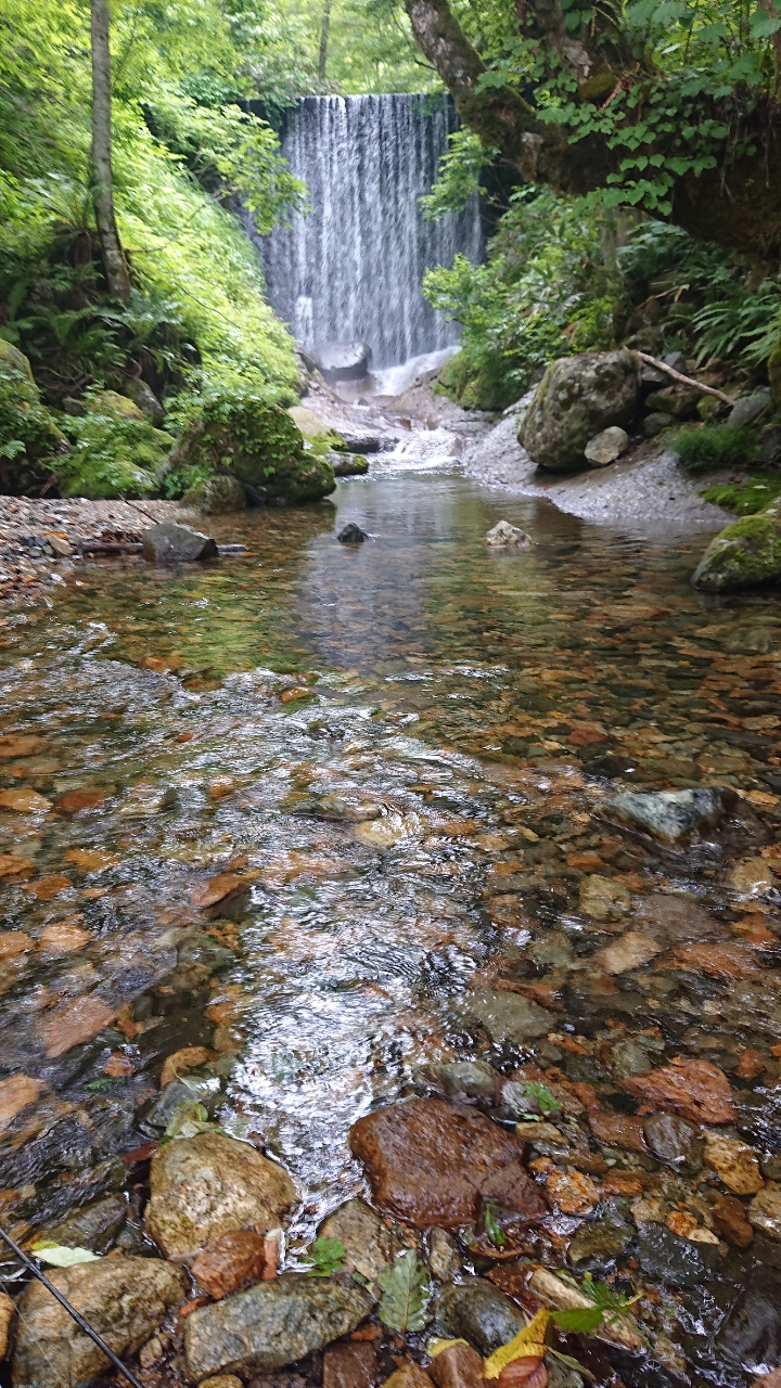 イワナ