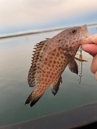 オオモンハタの釣果