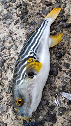 マゴチの釣果