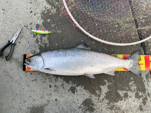 サクラマスの釣果